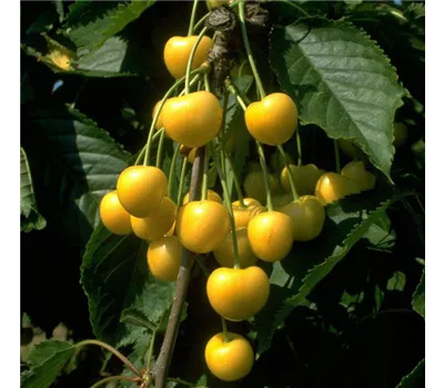 Prunus avium 'Dönissens Gelbe Knorpelkirsche' Prunus avium 'Dönissens Gelbe Knorpelkirsche'