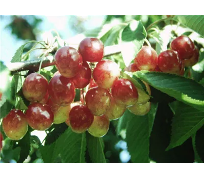 Prunus avium 'Große Prinzessinkirsche' Prunus avium 'Große Prinzessinkirsche'