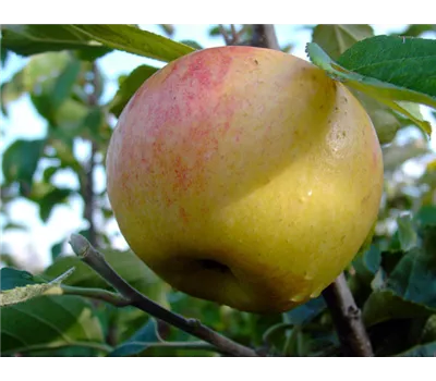 Malus domestica 'Dülmener Rosenapfel' Malus domestica 'Dülmener Rosenapfel'