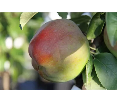 Malus domestica 'Finn'® Malus domestica 'Finn'®