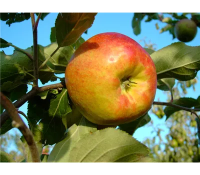 Malus domestica 'Biesterfelder Renette' Malus domestica 'Biesterfelder Renette'