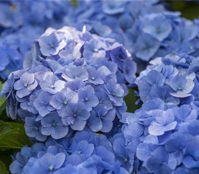 Hydrangea macrophylla, blau Hydrangea macrophylla, blau