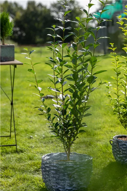 best time plant lavender Lavandula Big Time Blue – Park Seed