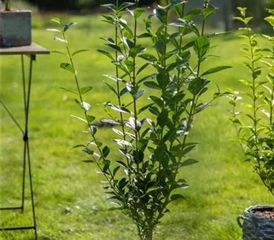 Ligustrum ovalifolium Ligustrum ovalifolium