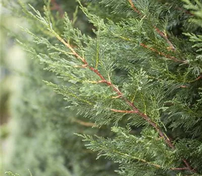 Cupressocyparis leylandii 'Typ 2001' Cupressocyparis leylandii 'Typ 2001'