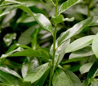 Prunus laurocerasus 'Genolia'® Prunus laurocerasus 'Genolia'®