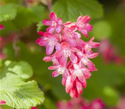 Ribes sanguineum 'King Edward VII' Ribes sanguineum 'King Edward VII'