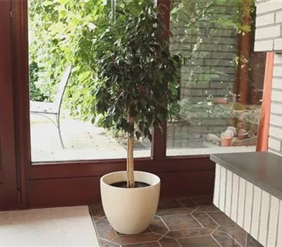 Birkenfeige - Einpflanzen in ein Gefäß Birkenfeige - Einpflanzen in ein Gefäß