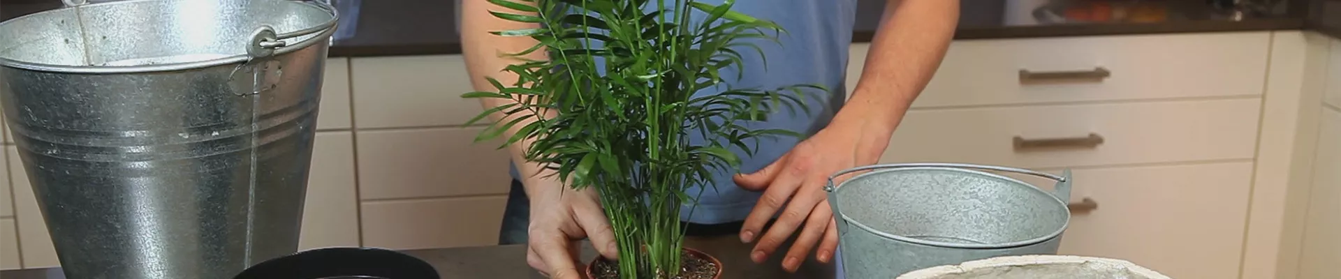 Chinesische Bergpalme - Einpflanzen in ein Gefäß (thumbnail)