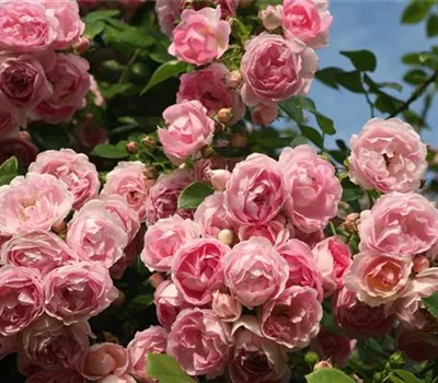 Rosa 'Jasmina'® Rosa 'Jasmina'®