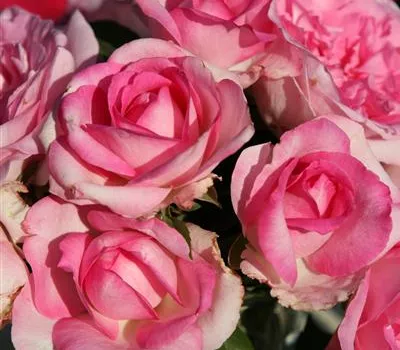 Rosa 'Beverly'® Rosa 'Beverly'®