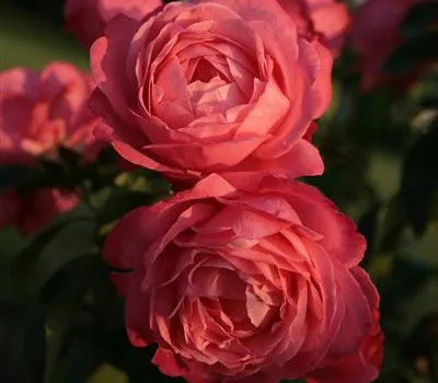 Rosa 'Rosanna'® Rosa 'Rosanna'®