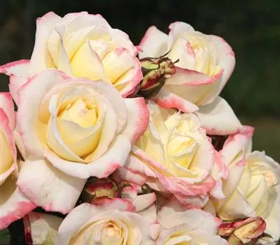 Rosa 'Athena'® Rosa 'Athena'®
