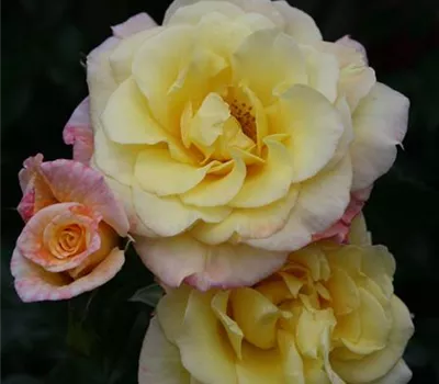 Rosa 'Moonlight'® Rosa 'Moonlight'®