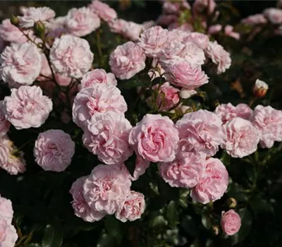 Rosa 'Larissa'® Rosa 'Larissa'®