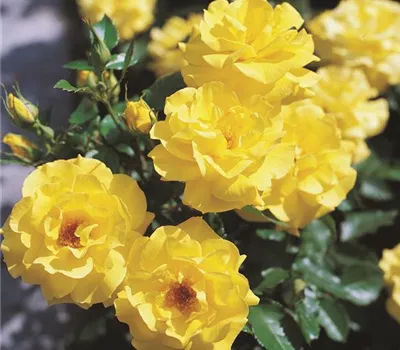 Rosa 'Friesia'® Rosa 'Friesia'®