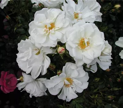Rosa 'Diamant'® Rosa 'Diamant'®