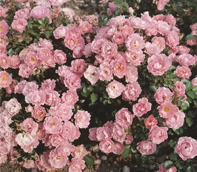 Rosa 'Sommerwind'® Rosa 'Sommerwind'®
