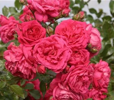 Rosa 'Laguna'® Rosa 'Laguna'®