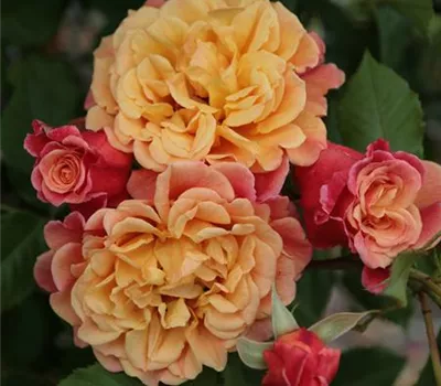 Rosa 'Aloha'® Rosa 'Aloha'®