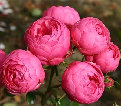 Rosa 'Pomponella'® Rosa 'Pomponella'®