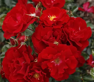 Rosa 'Mainaufeuer'® Rosa 'Mainaufeuer'®