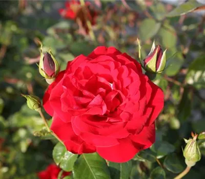 Rosa 'Grandhotel'® Rosa 'Grandhotel'®