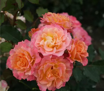 Rosa 'LandLust'® Rosa 'LandLust'®