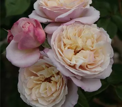 Rosa 'Herkules'® Rosa 'Herkules'®