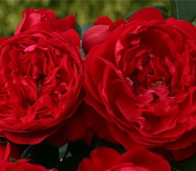 Rosa 'Florentina'® Rosa 'Florentina'®