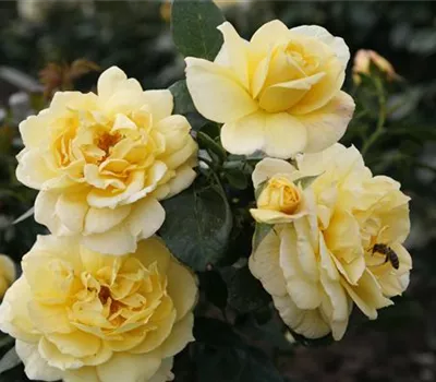 Rosa 'Sunstar'® Rosa 'Sunstar'®