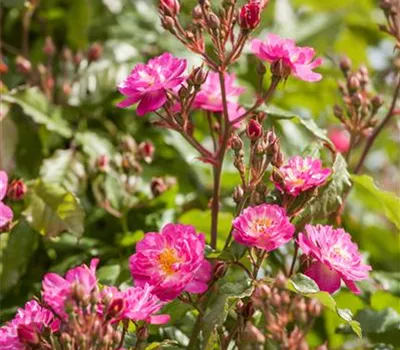 Rosa 'Kiftsgate' Rosa 'Kiftsgate'