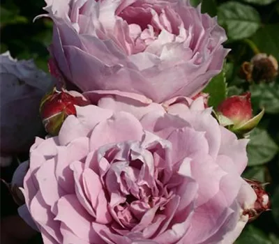 Rosa 'Novalis'® Rosa 'Novalis'®