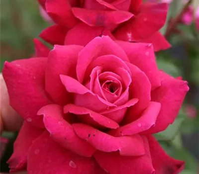 Rosa 'Bellevue'® Rosa 'Bellevue'®
