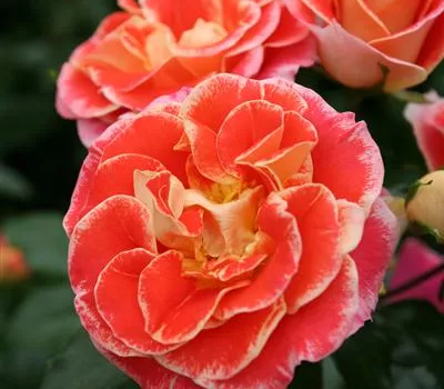 Rosa 'Airbrush'® Rosa 'Airbrush'®