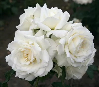 Rosa 'Alaska'® Rosa 'Alaska'®