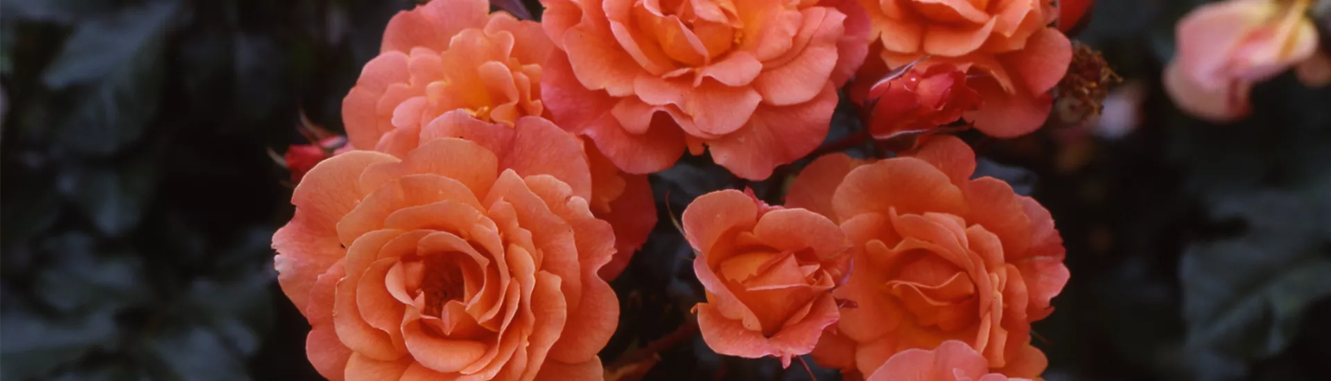 Rosa 'Westerland'® Rosa 'Westerland'®