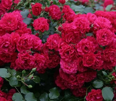 Rosa 'Gärtnerfreude'® Rosa 'Gärtnerfreude'®
