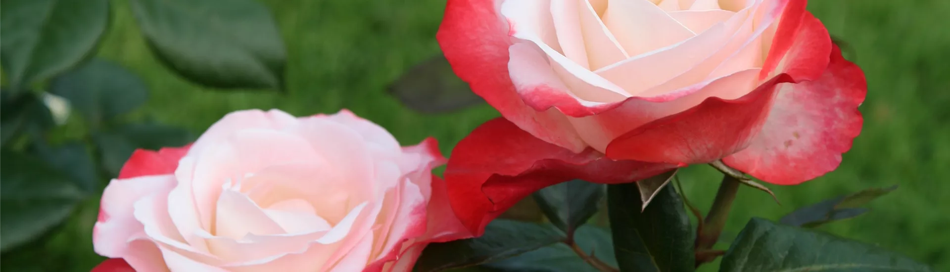 Rosa 'Nostalgie'® Rosa 'Nostalgie'®