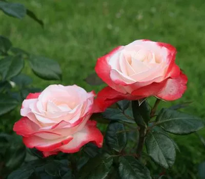 Rosa 'Nostalgie'® Rosa 'Nostalgie'®
