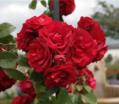Rosa 'Amadeus'® Rosa 'Amadeus'®