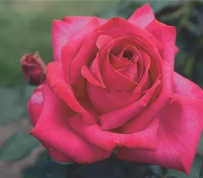 Rosa 'Parole'® Rosa 'Parole'®