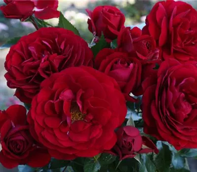 Rosa 'Bordeaux'® Rosa 'Bordeaux'®