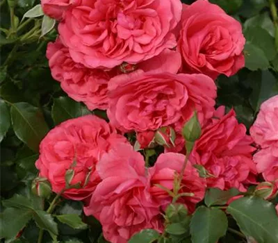 Rosa 'Rosarium Uetersen'® Rosa 'Rosarium Uetersen'®