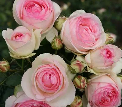 Rosa 'Eden Rose 85'® Rosa 'Eden Rose 85'®