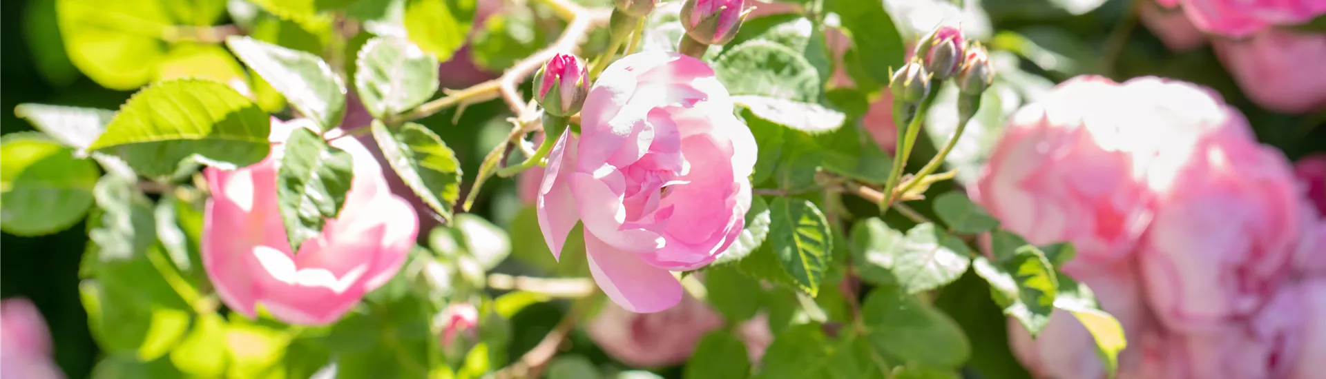 Rosa 'The Fairy' Rosa 'The Fairy'