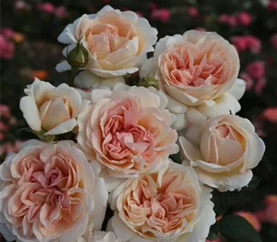 Rosa Parfuma® 'Großherzogin Luise'® Rosa Parfuma® 'Großherzogin Luise'®