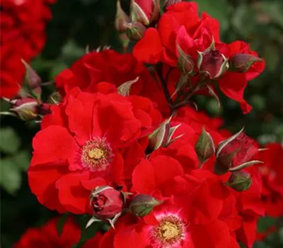 Rosa 'Roter Korsar'®