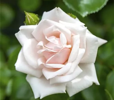 Rosa 'New Dawn' Rosa 'New Dawn'