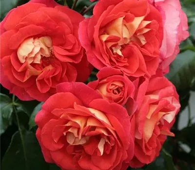 Rosa 'Gebrüder Grimm'® Rosa 'Gebrüder Grimm'®